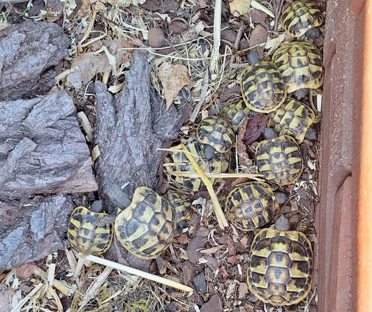 Griechische Landschildkröten NZ 2024 zu verkaufen