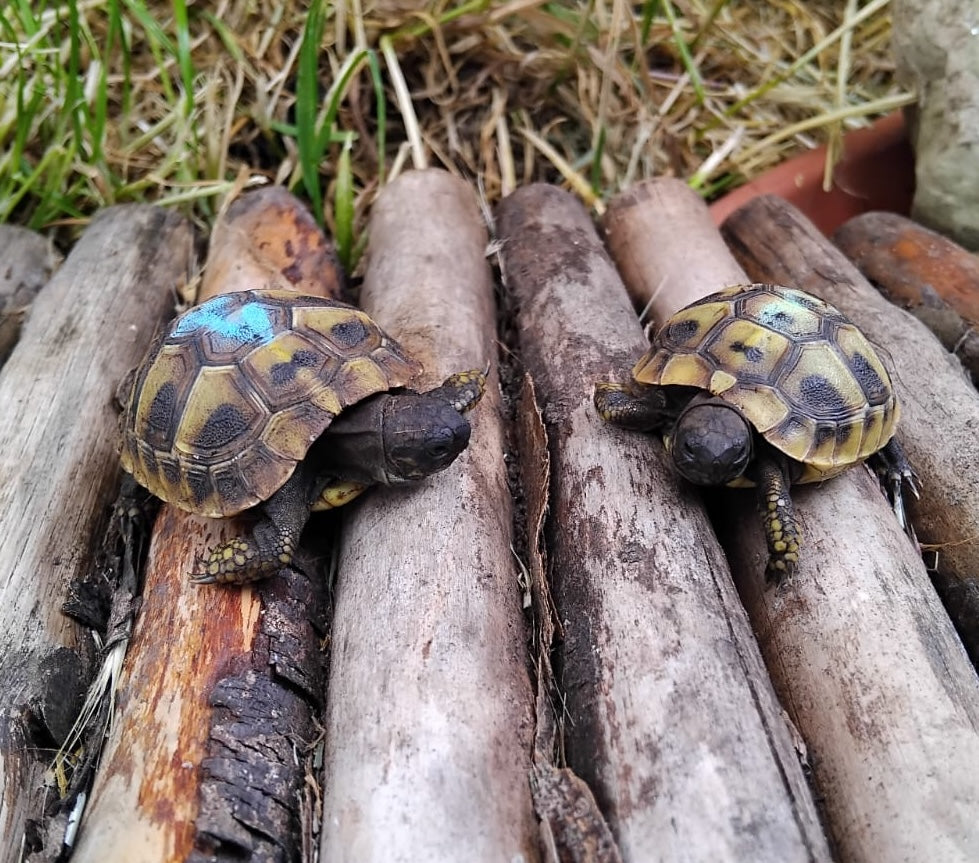 Griechische Landschildkröten NZ 2025 zu verkaufen