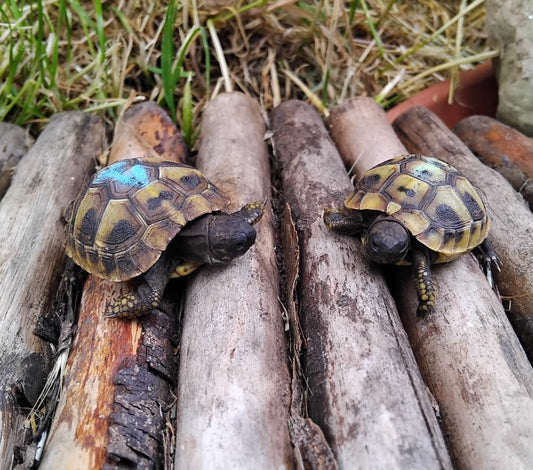 Griechische Landschildkröten NZ 2025 zu verkaufen