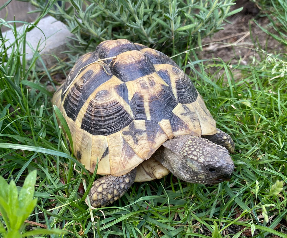 2 Griechische Landschildkröten