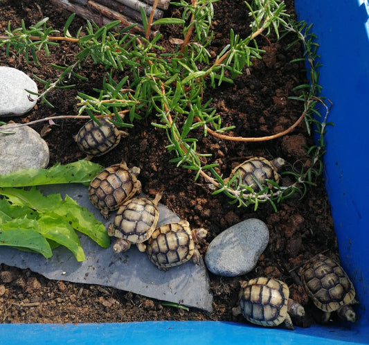 Verkaufe Breitrandschildkröten NZ 2024