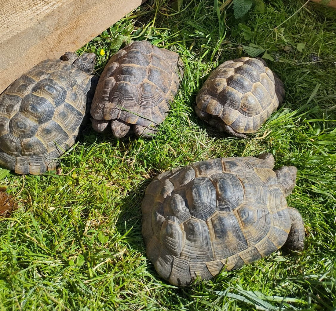 Landschildkröten zu verkaufen (Männlich / Weiblich)