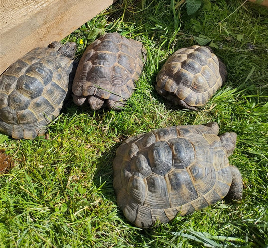 Landschildkröten zu verkaufen (Männlich / Weiblich)