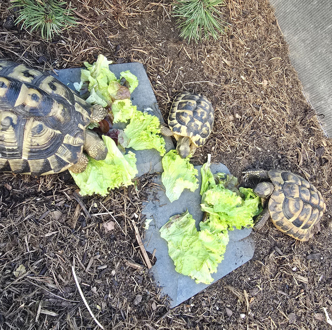 Griechisches Landschildkröten Männchen Jahrgang 2012