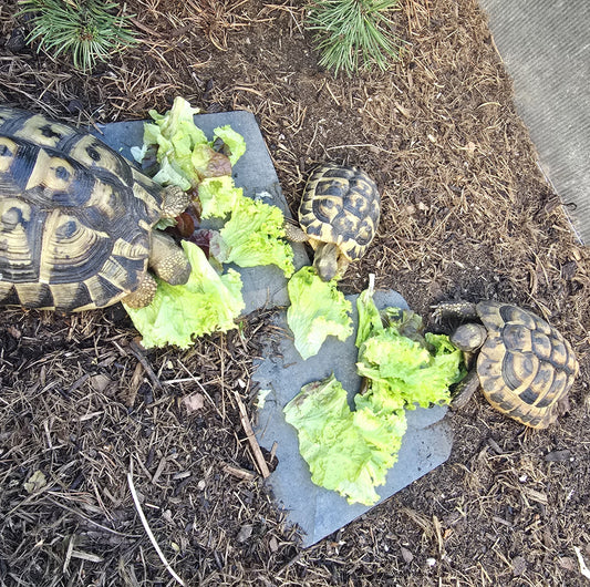 Griechisches Landschildkröten Männchen Jahrgang 2012