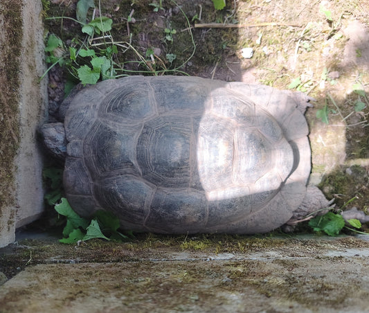 3 Breitrandschildkrötenweibchen