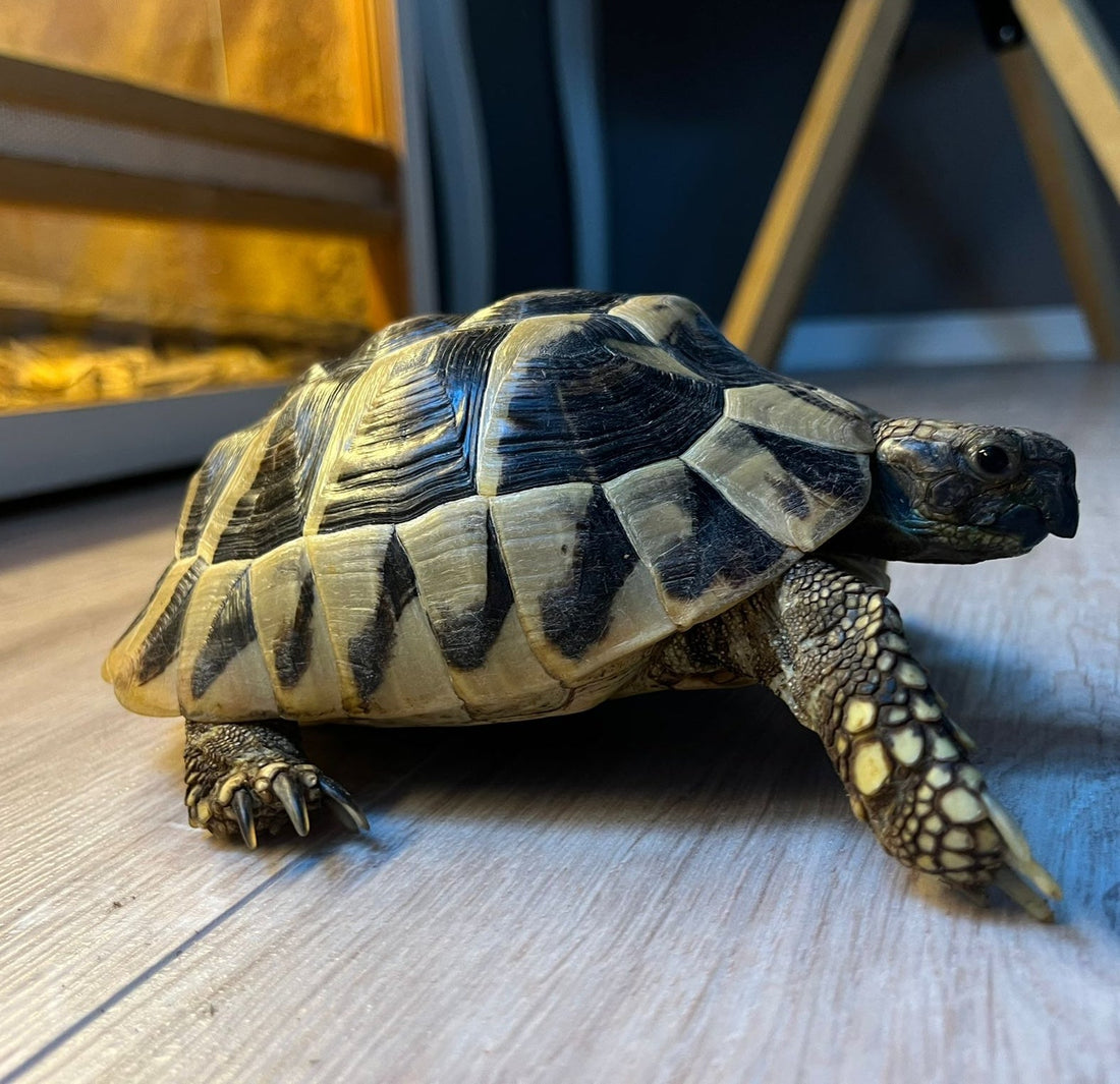 2 griechische Landschildkröten