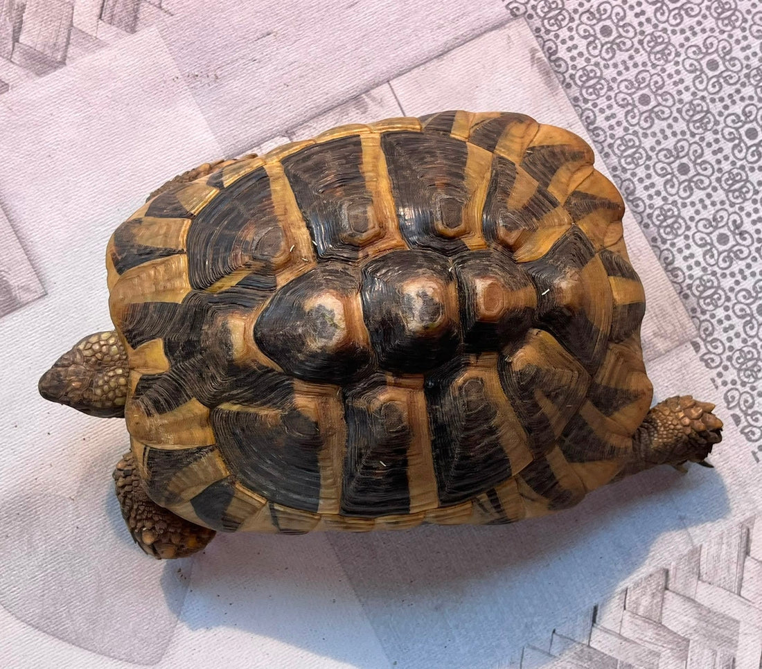 Testudo Hermanni weiblich 2018