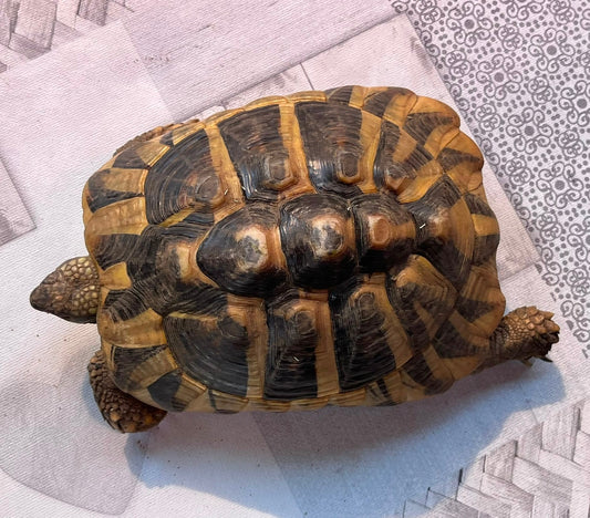 Testudo Hermanni weiblich 2018