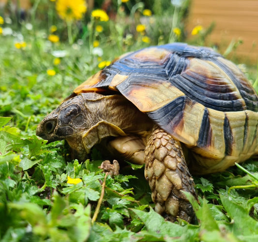 2 Breitrandschildkröten Weibchen 12 Jahre alt