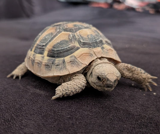 Griechische Landschildkröte