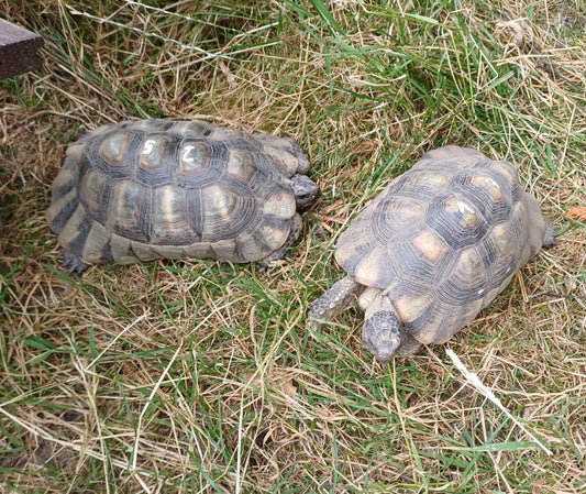 Testudo marginata gb 2011 männlich