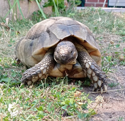 Breitrand-Schildkröte zu verkaufen