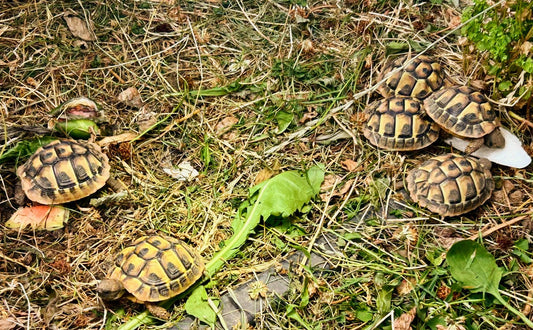Griechische Landschildkröten NZ 2025 zu verkaufen