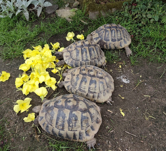 Gruppe Griechische Landschildkröten (Testudo hermanni) – Adulte (8W / 1M) abzugeben