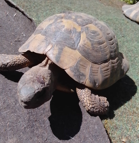Griechische Landschildkröte