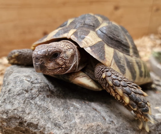 Griechische Landschildkröte  5 Jahre