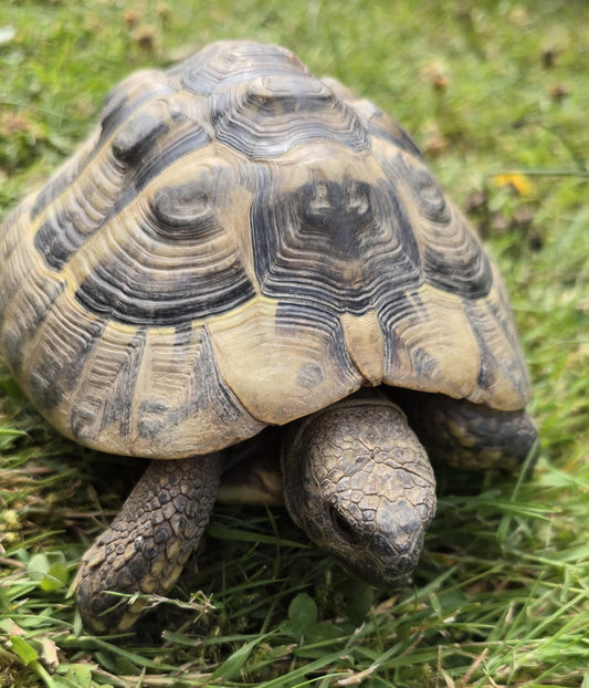 Griechische Landschildkröte 2011