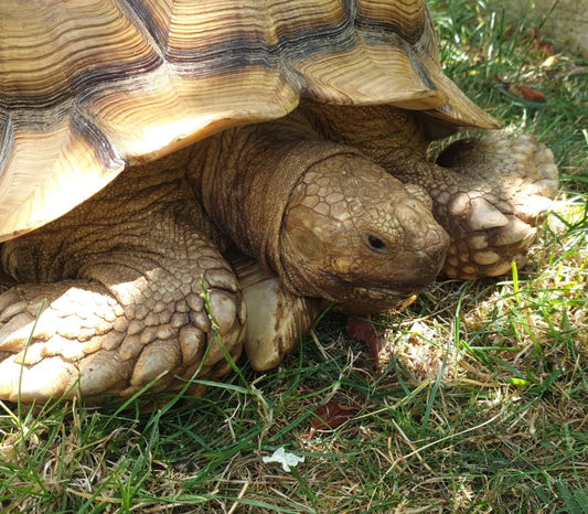 Afrikanische Spornschildkröte, männlich NZ 2020