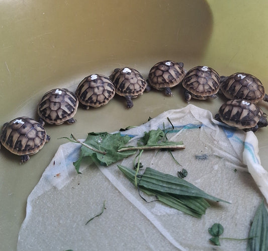 Griechische Landschildkröte testudo hermanni boettgeti