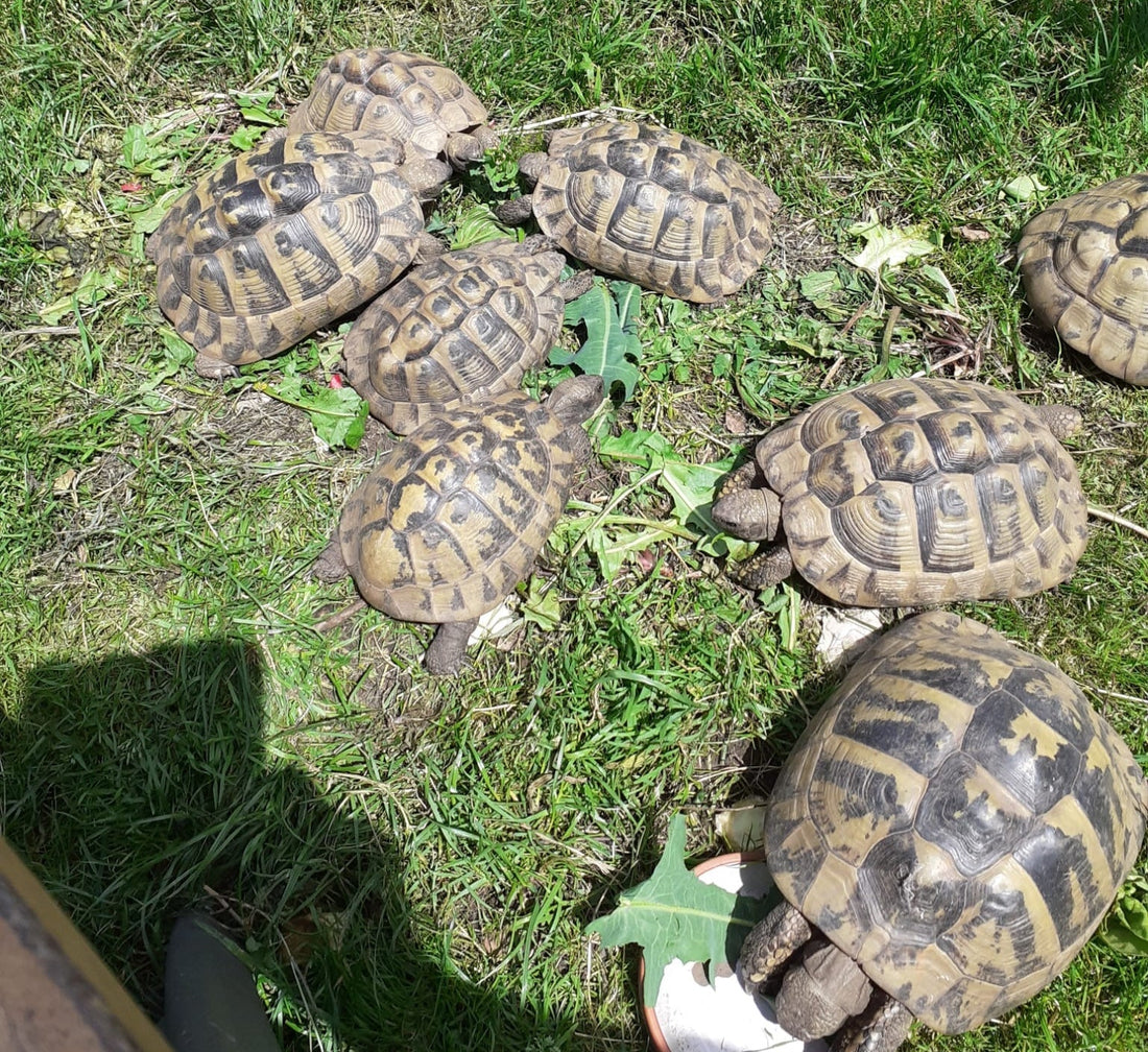 Griechische Landschildkröten (Testudo hermanni) NZ 2026 zu verkaufen