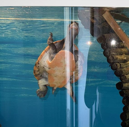 Rotbauch Spitzkopf Schildkröte abzugeben