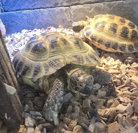 Russische Steppenschildkröten - nur zusammen, Papiere + Zubehör