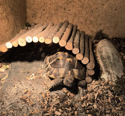 Griechische Landschildkröte