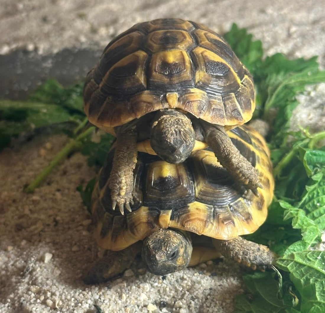 Griechische Landschildkröten