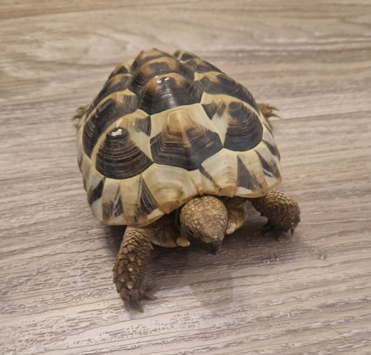 Griechische Landschildkröte abzugeben