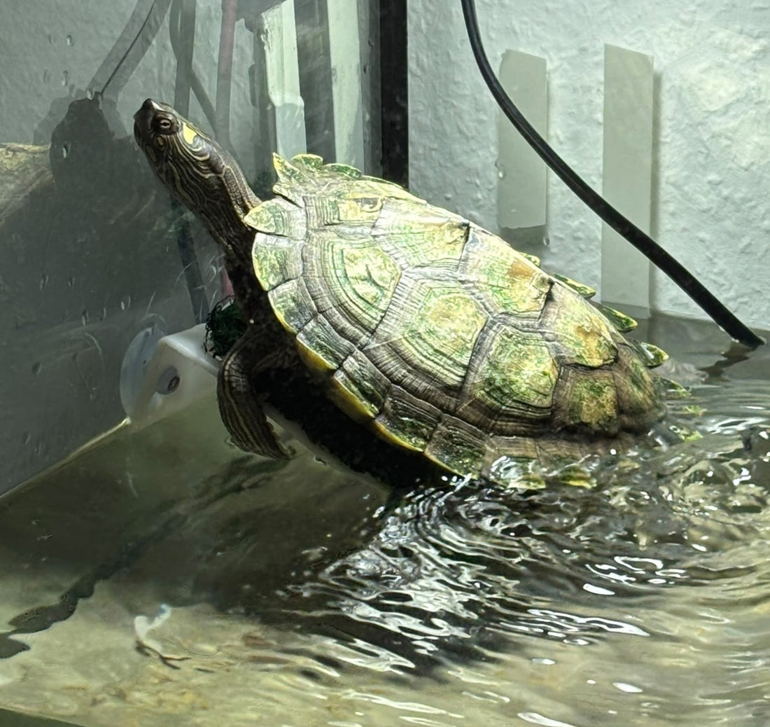 Mississippi-Schildkröte