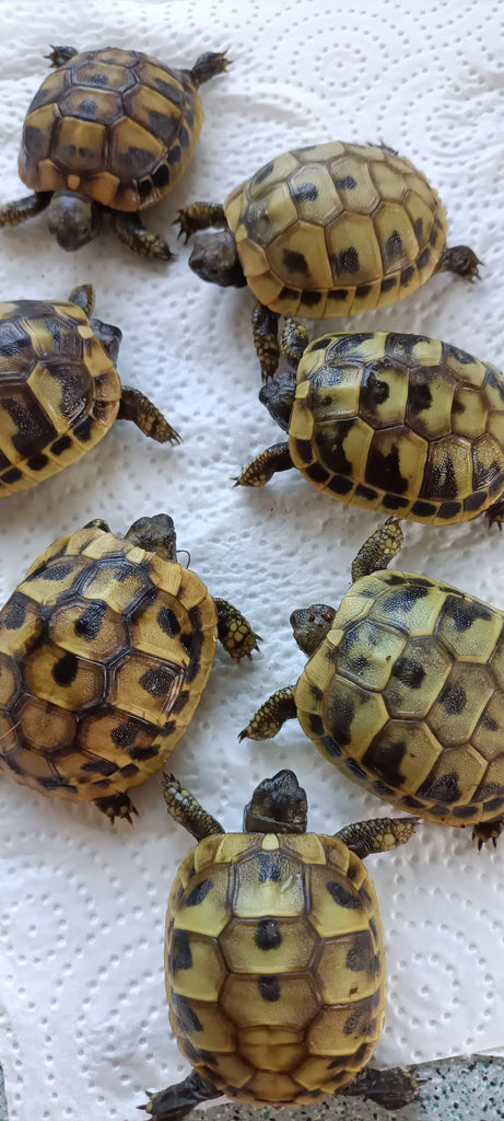 Griechische Landschildkröten NZ 2024 zu verkaufen