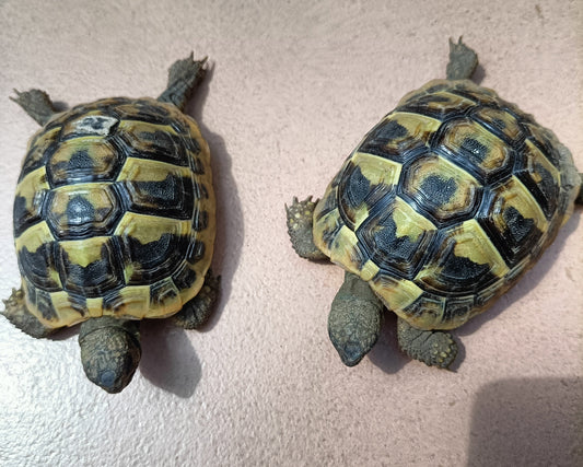 Griechische Landschildkröten NZ 2024 zu verkaufen