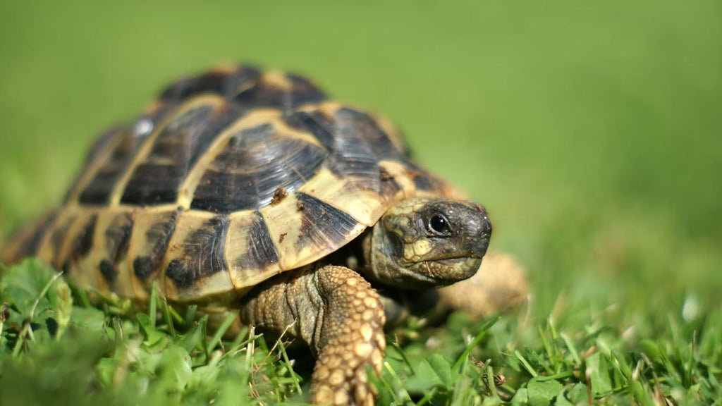 Suche griechische Lanschildkröte(n)
