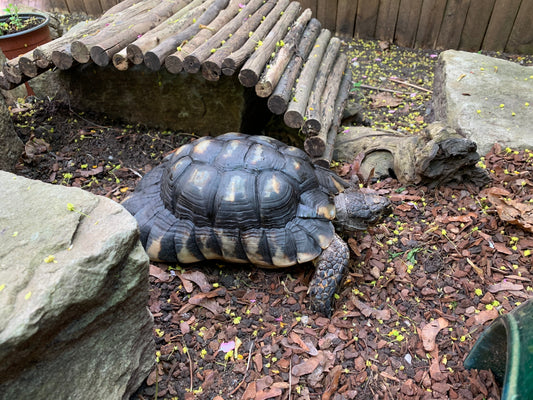 Suche ältere weibliche Breitrandschildkröte