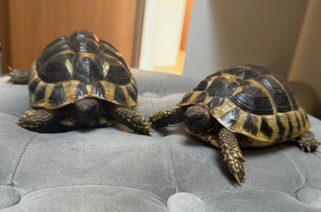 Griechische Landschildkröten