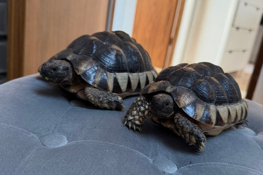 Maurische Landschildkröten