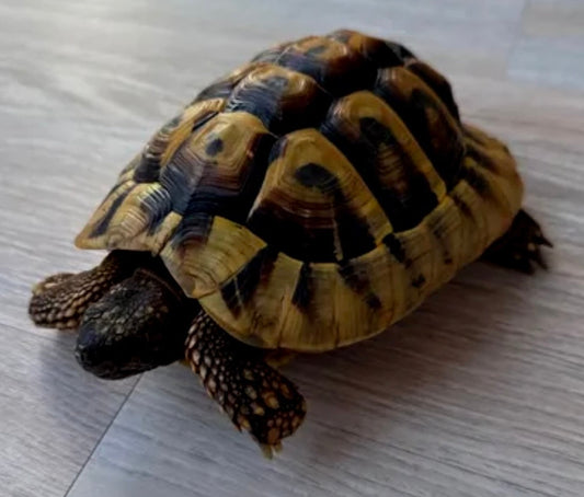 Griechische Landschildkröte Stefan sucht liebevolles Zuhause