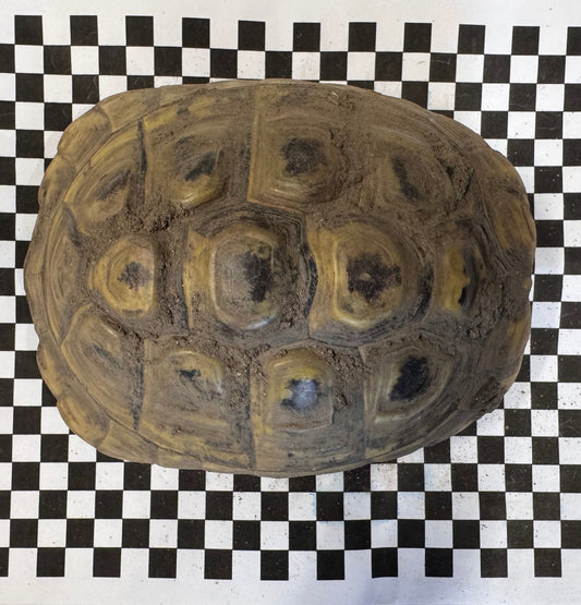 4x Griechische Landschildkröten (1 M 3W)