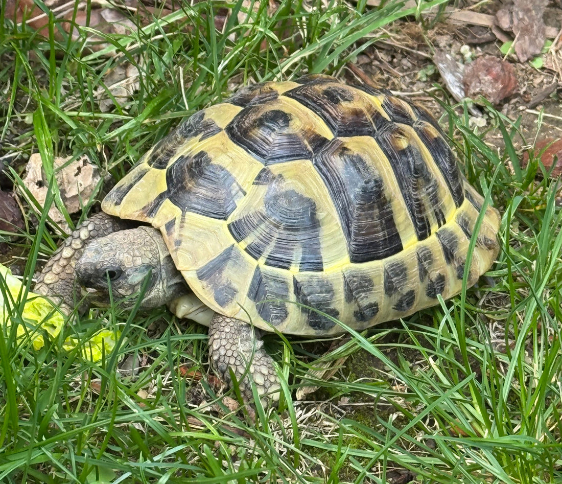 Griechische Landschildkröte NZ 2023