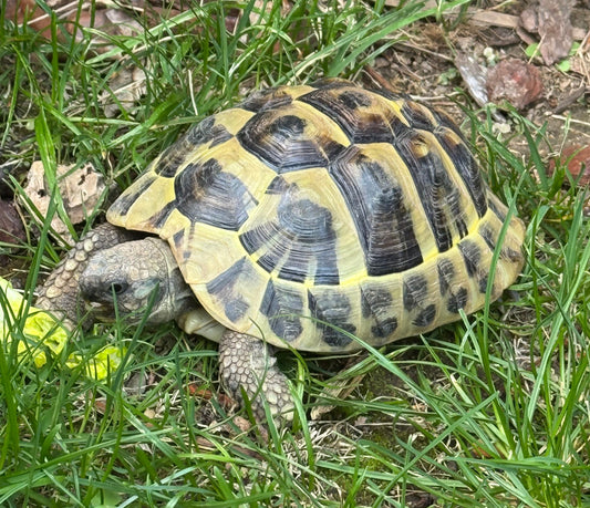 Griechische Landschildkröte NZ 2023