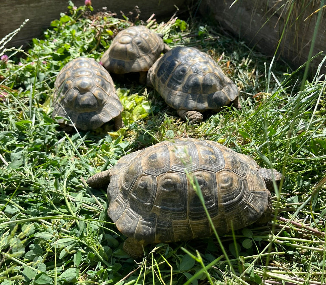 5 Maurische Landschildkröten geb. 2007