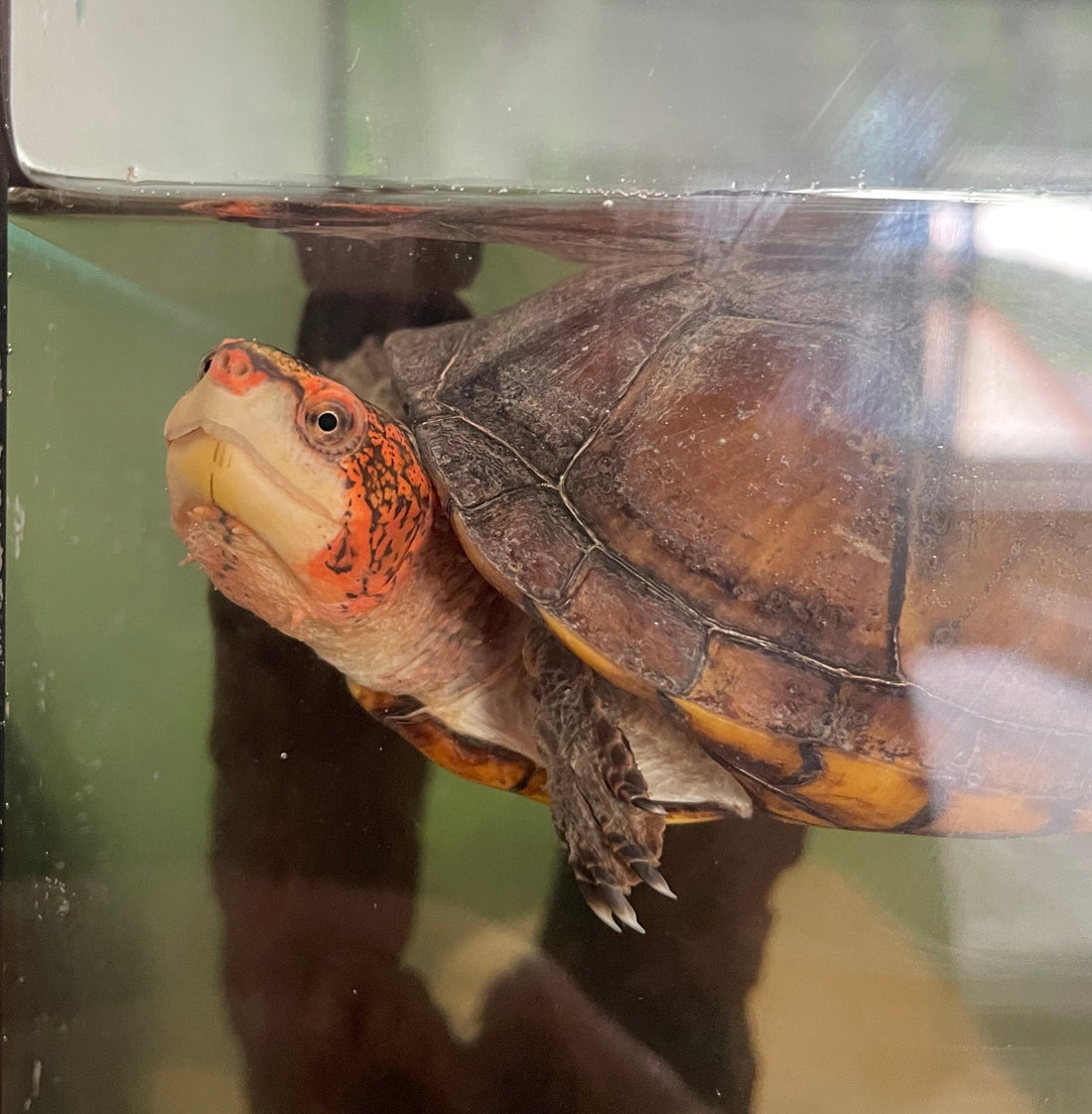 Rotwangenklappschildkröte zu verkaufen