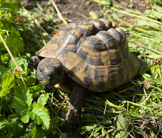 Griechische Landschildkröte männlich 17 Jahre abzugeben