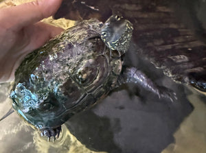 Dreikielschildkröten suchen liebevolles erfahrenes neues Zuhause
