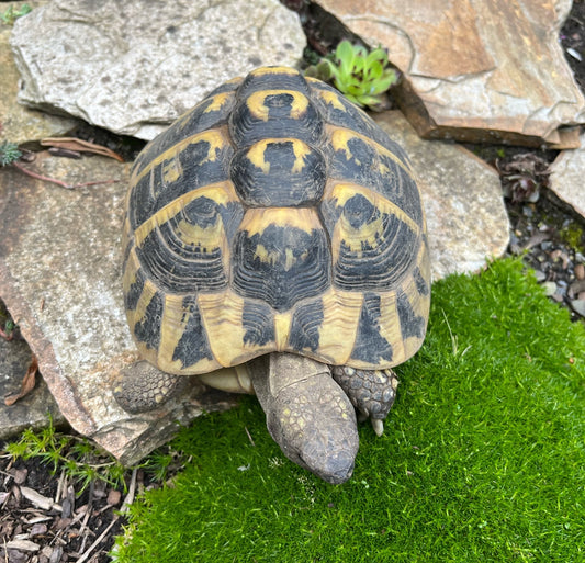 Griechische Landschildkröte, Weibchen 20 Jahre
