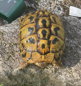 Griechische Landschildkröte