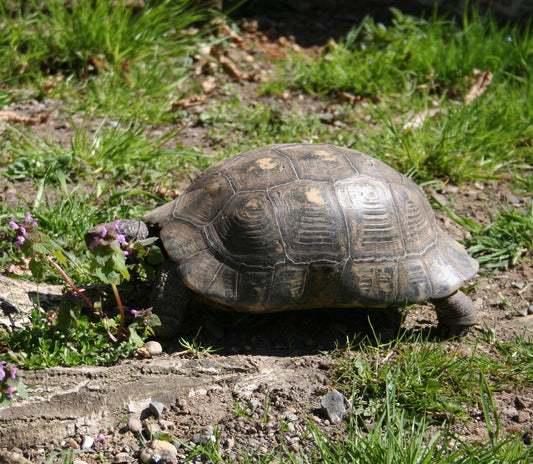 Testudo marginata zu verkaufen