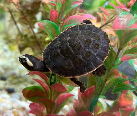 Rotspitzbauchschildkröte