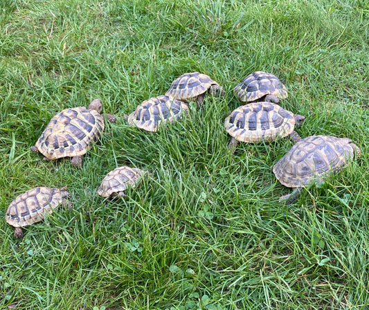 Griechische Landschildkröten / NZ aus 2022